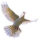 Dove Flying